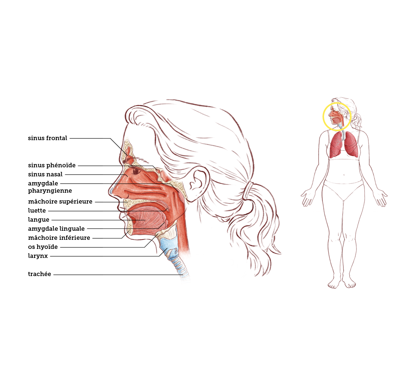 Les fosses nasales et les sinus paranasaux