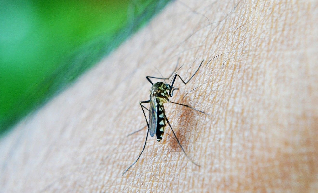 Pourquoi Une Piqure D Insecte Peut Devenir Une Urgence