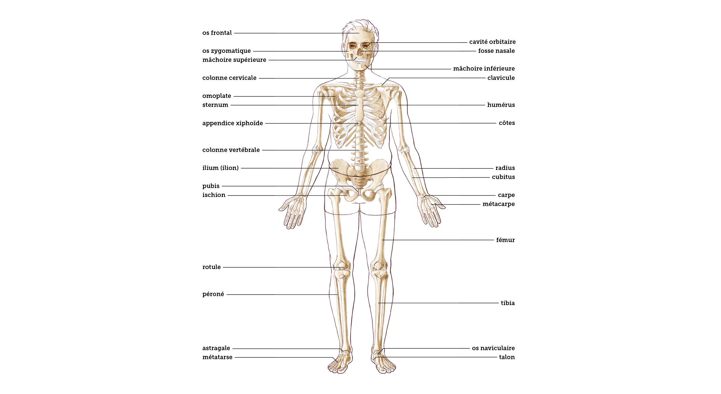 Liste des os du squelette humain — Wikipédia