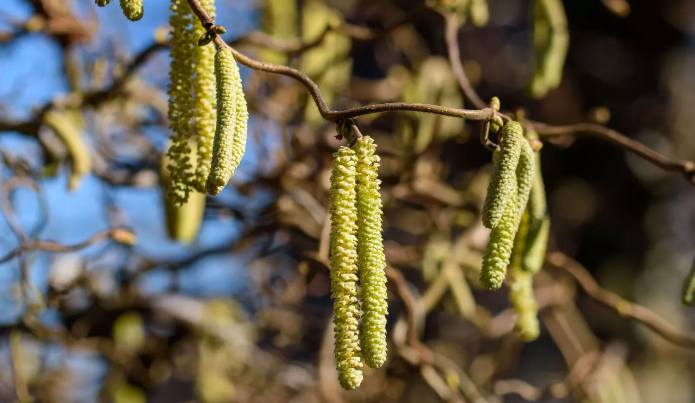 Hasel, Pollen