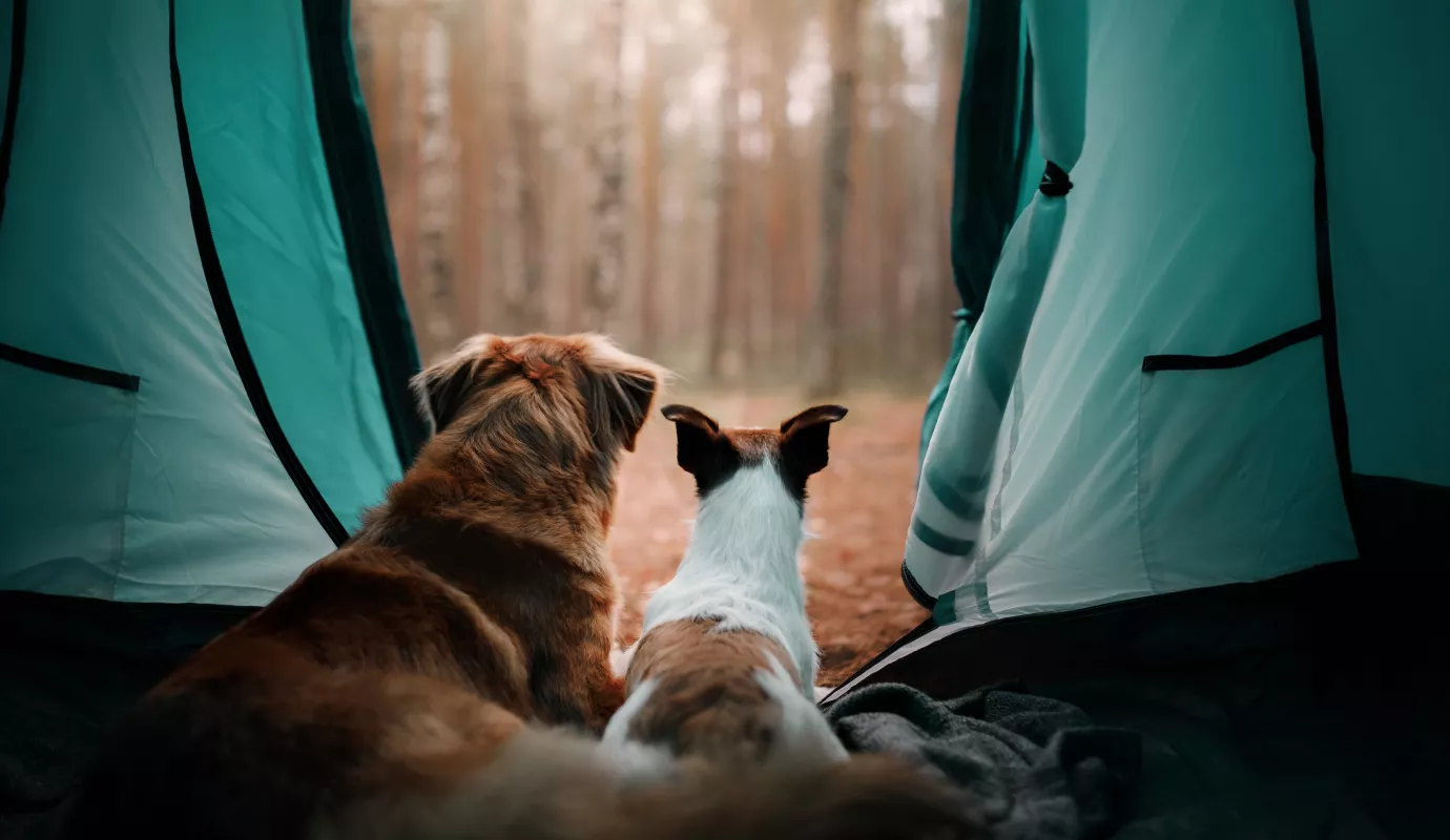 zelten mit Hund