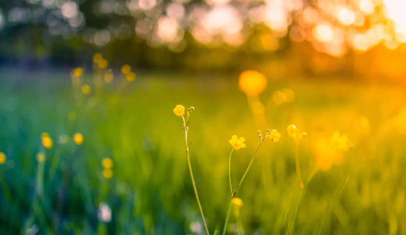 La haute saison pollinique