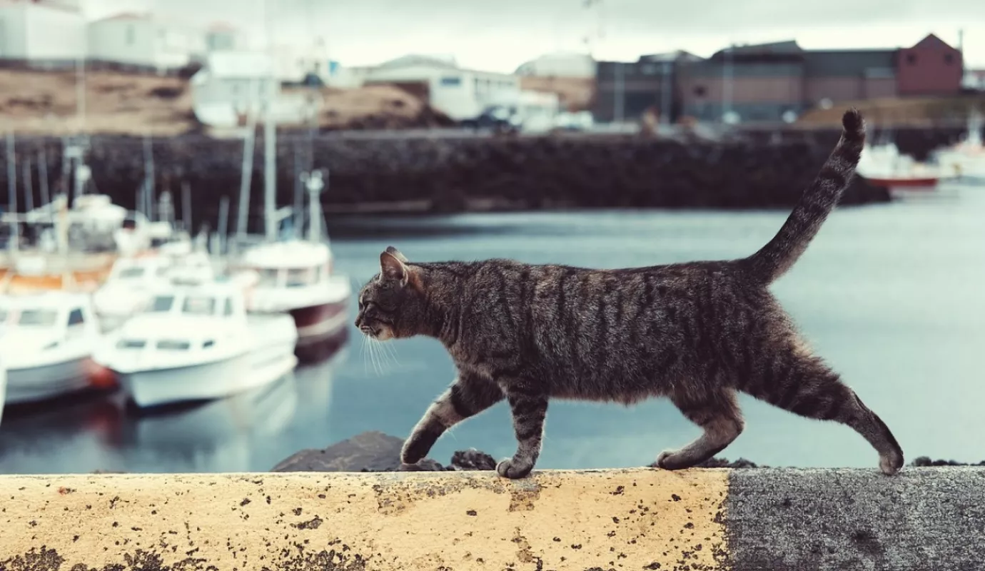 Pixabay_Katze_Mauer