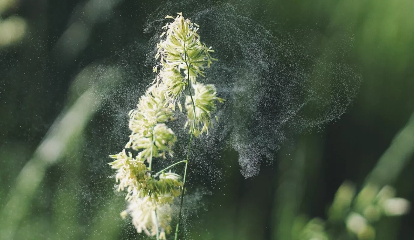 Pixabay_Pflanze_Pollen