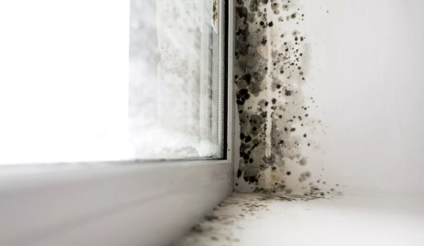 Pixabay_Schimmel_Fenster