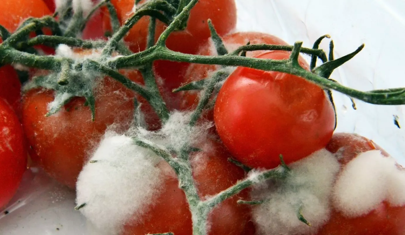 Pixabay_Tomaten_Schimmel