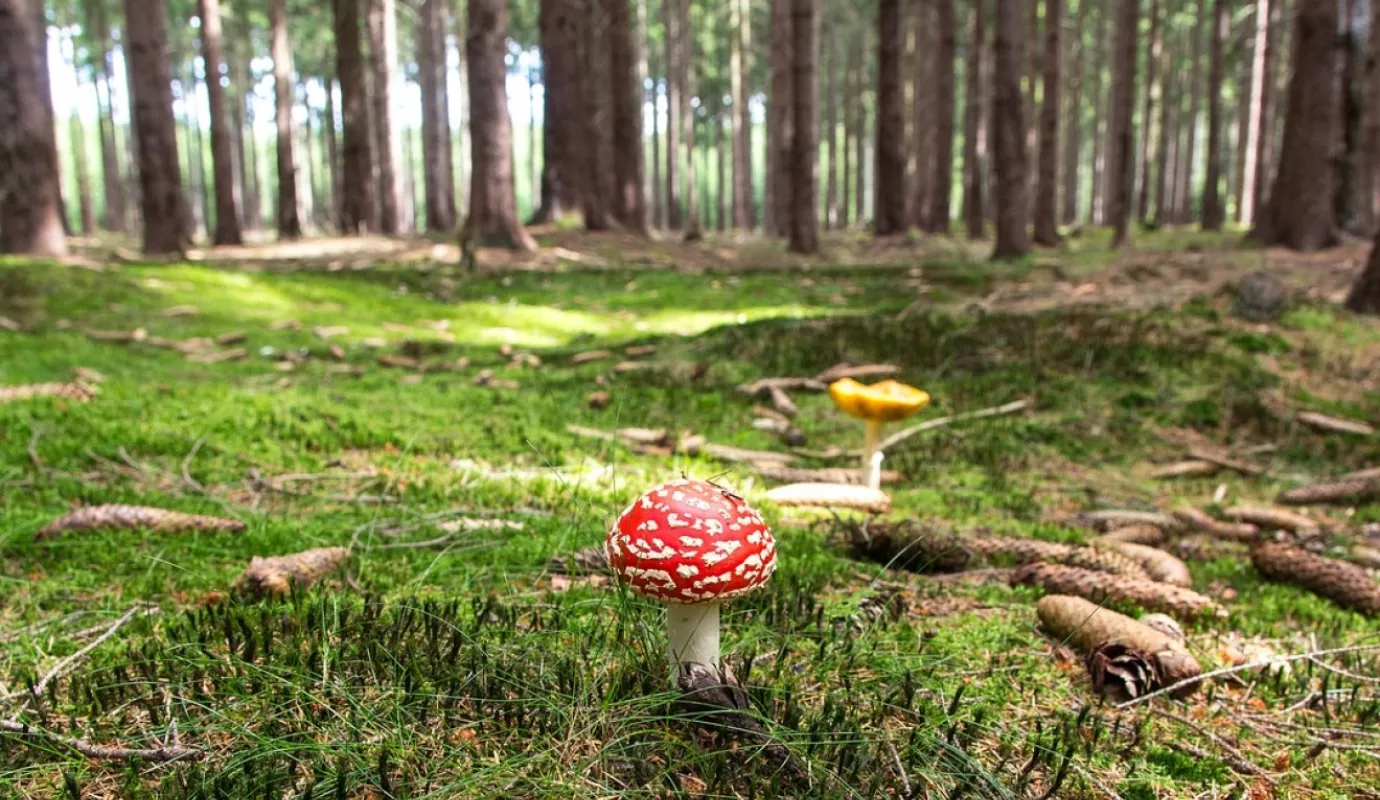 Pixabay_Wald_Fliegenpilz