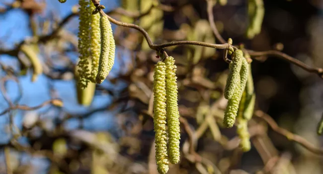 Hasel, Pollen