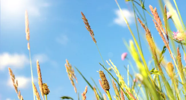 Graminées en fleurs