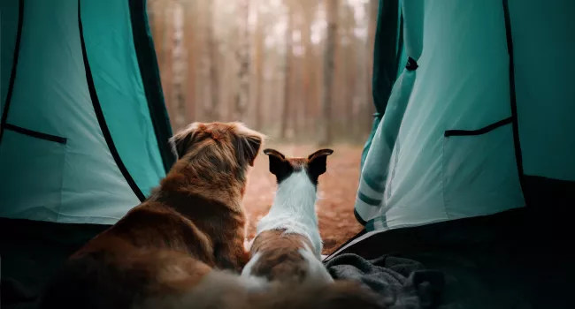 vacances sous la tente avec leur chien