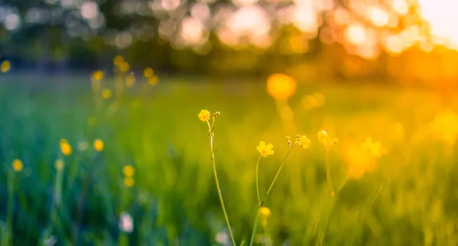 La haute saison pollinique