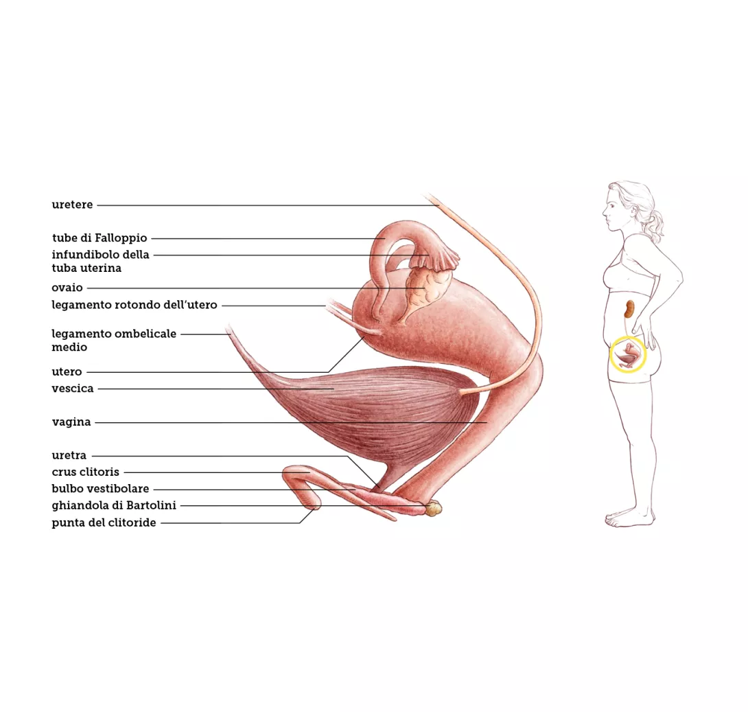 Dov'è situato l utero clearance